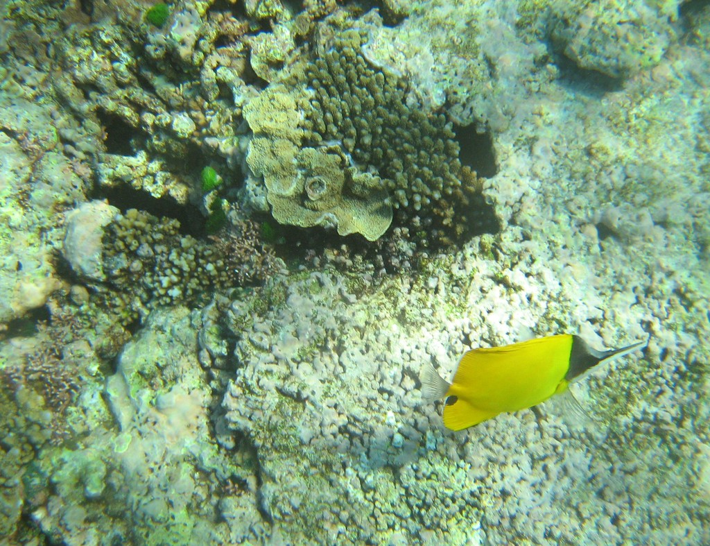 Reef & Marine Life